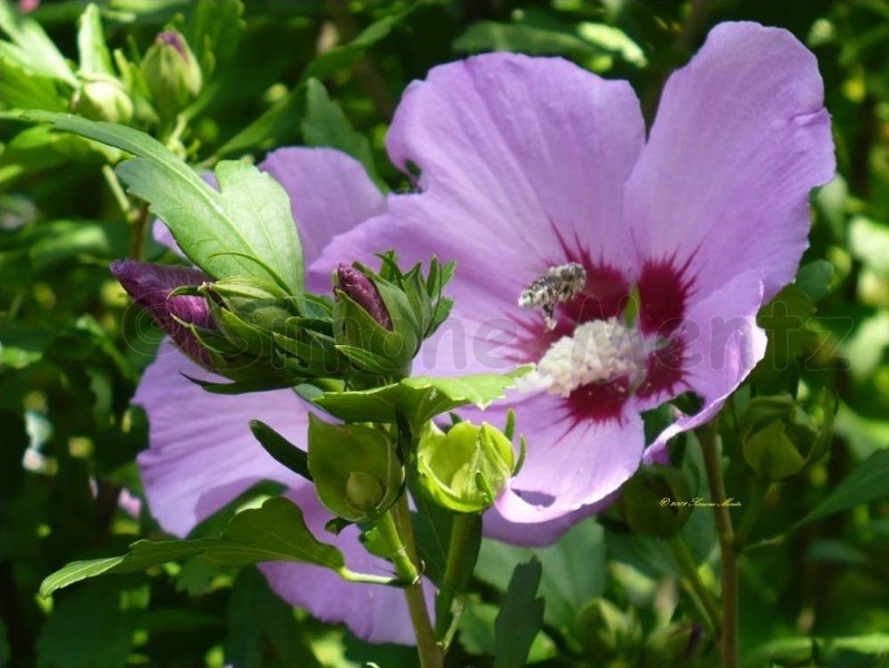 Images/Hibiskus_ (26).jpg